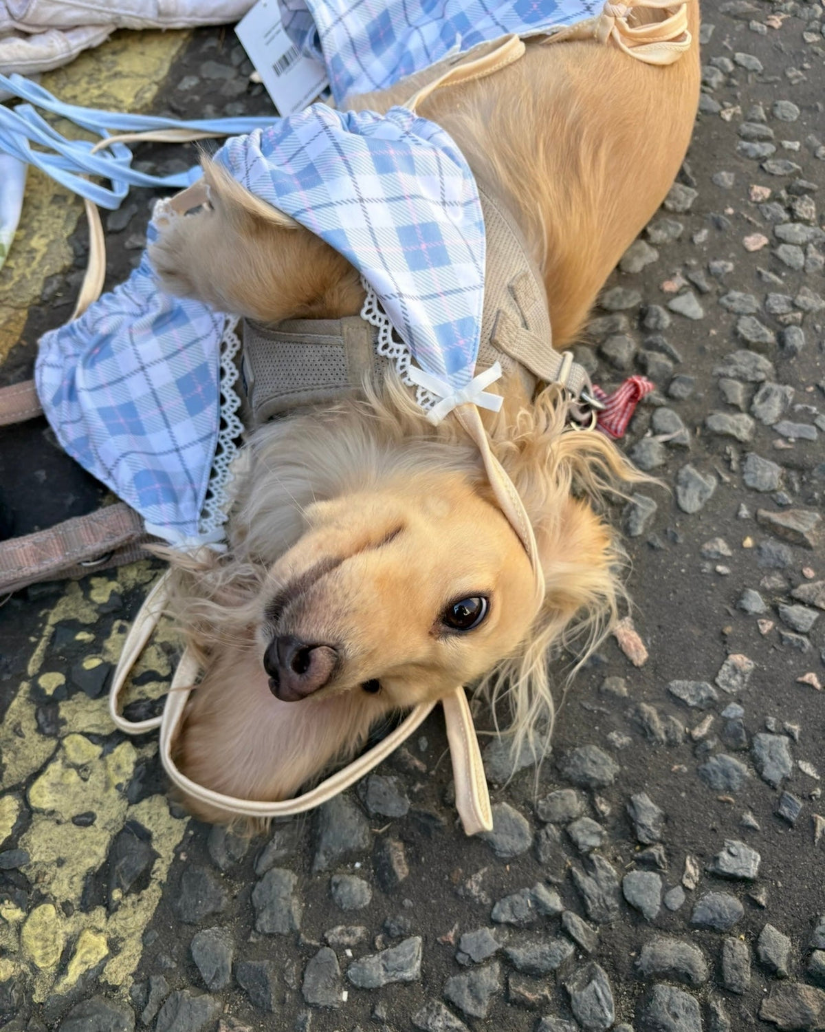 Dog wearing a blue checkered bikini on a cobblestone street